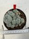 Lophophora williamsii 4-6 cm 10 years old seed ownroot flower seedling ロフォフォラ　烏羽玉　仔吹き サボテン