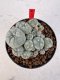 Lophophora williamsii 4-6 cm 10 years old seed ownroot flower seedling ロフォフォラ　烏羽玉　仔吹き サボテン