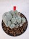 Lophophora williamsii 4-6 cm 10 years old seed ownroot flower seedling ロフォフォラ　烏羽玉　仔吹き サボテン