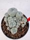 Lophophora williamsii 4-6 cm 10 years old seed ownroot flower seedling ロフォフォラ　烏羽玉　仔吹き サボテン