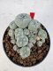 Lophophora williamsii 4-6 cm 10 years old seed ownroot flower seedling ロフォフォラ　烏羽玉　仔吹き サボテン