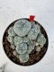 Lophophora williamsii 4-6 cm 10 years old seed ownroot flower seedling ロフォフォラ　烏羽玉　仔吹き サボテン