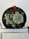 Lophophora williamsii 4-6 cm 10 years old seed ownroot flower seedling ロフォフォラ　烏羽玉　仔吹き サボテン