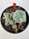 Lophophora williamsii 4-6 cm 10 years old seed ownroot flower seedling ロフォフォラ　烏羽玉　仔吹き サボテン