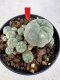 Lophophora williamsii 4-6 cm 10 years old seed ownroot flower seedling ロフォフォラ　烏羽玉　仔吹き サボテン