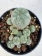 Lophophora williamsii 4-6 cm 10 years old seed ownroot flower seedling ロフォフォラ　烏羽玉　仔吹き サボテン