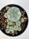 Lophophora williamsii 4-6 cm 10 years old seed ownroot flower seedling ロフォフォラ　烏羽玉　仔吹き サボテン