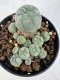 Lophophora williamsii 4-6 cm 10 years old seed ownroot flower seedling ロフォフォラ　烏羽玉　仔吹き サボテン