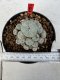 Lophophora williamsii 4-6 cm 10 years old seed ownroot flower seedling ロフォフォラ　烏羽玉　仔吹き サボテン