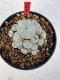 Lophophora williamsii 4-6 cm 10 years old seed ownroot flower seedling ロフォフォラ　烏羽玉　仔吹き サボテン