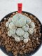 Lophophora williamsii 4-6 cm 10 years old seed ownroot flower seedling ロフォフォラ　烏羽玉　仔吹き サボテン