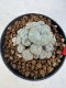 Lophophora williamsii 4-6 cm 10 years old seed ownroot flower seedling ロフォフォラ　烏羽玉　仔吹き サボテン