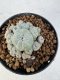 Lophophora williamsii 4-6 cm 10 years old seed ownroot flower seedling ロフォフォラ　烏羽玉　仔吹き サボテン