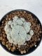 Lophophora williamsii 4-6 cm 10 years old seed ownroot flower seedling ロフォフォラ　烏羽玉　仔吹き サボテン