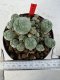 Lophophora williamsii 4-6 cm 10 years old seed ownroot flower seedling ロフォフォラ　烏羽玉　仔吹き サボテン