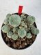 Lophophora williamsii 4-6 cm 10 years old seed ownroot flower seedling ロフォフォラ　烏羽玉　仔吹き サボテン