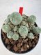 Lophophora williamsii 4-6 cm 10 years old seed ownroot flower seedling ロフォフォラ　烏羽玉　仔吹き サボテン