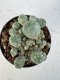 Lophophora williamsii 4-6 cm 10 years old seed ownroot flower seedling ロフォフォラ　烏羽玉　仔吹き サボテン