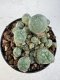 Lophophora williamsii 4-6 cm 10 years old seed ownroot flower seedling ロフォフォラ　烏羽玉　仔吹き サボテン