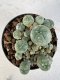 Lophophora williamsii 4-6 cm 10 years old seed ownroot flower seedling ロフォフォラ　烏羽玉　仔吹き サボテン