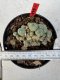 Lophophora williamsii 4-6 cm 10 years old seed ownroot flower seedling ロフォフォラ　烏羽玉　仔吹き サボテン