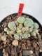 Lophophora williamsii 4-6 cm 10 years old seed ownroot flower seedling ロフォフォラ　烏羽玉　仔吹き サボテン