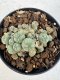 Lophophora williamsii 4-6 cm 10 years old seed ownroot flower seedling ロフォフォラ　烏羽玉　仔吹き サボテン