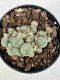 Lophophora williamsii 4-6 cm 10 years old seed ownroot flower seedling ロフォフォラ　烏羽玉　仔吹き サボテン