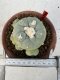 Lophophora Diffusa 4-6 cm 10 years old seed ownroot flower seedling ロフォフォラ　烏羽玉　仔吹き サボテン