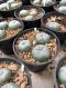 1 plant Lophophora williamsii texana Peyote plants-cactus-cacti-cactaceae