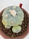 Lophophora Diffusa 4-6 cm 10 years old seed ownroot flower seedling ロフォフォラ　烏羽玉　仔吹き サボテン