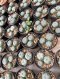 1 plant Lophophora williamsii texana Peyote plants-cactus-cacti-cactaceae