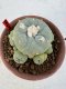 Lophophora Diffusa 4-6 cm 10 years old seed ownroot flower seedling ロフォフォラ　烏羽玉　仔吹き サボテン