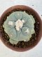 Lophophora Diffusa 4-6 cm 10 years old seed ownroot flower seedling ロフォフォラ　烏羽玉　仔吹き サボテン