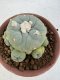 Lophophora Diffusa 4-6 cm 10 years old seed ownroot flower seedling ロフォフォラ　烏羽玉　仔吹き サボテン