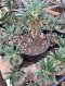 1 plant dorstenia plants-cactus-cacti-cactaceae