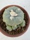 Lophophora Diffusa 4-6 cm 10 years old seed ownroot flower seedling ロフォフォラ　烏羽玉　仔吹き サボテン