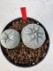 Lophophora williamsii 4-6 cm 10 years old seed ownroot flower seedling ロフォフォラ　烏羽玉　仔吹き サボテン