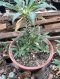 1 plant dorstenia plants-cactus-cacti-cactaceae