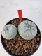 Lophophora williamsii 4-6 cm 10 years old seed ownroot flower seedling ロフォフォラ　烏羽玉　仔吹き サボテン