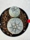 Lophophora williamsii 4-6 cm 10 years old seed ownroot flower seedling ロフォフォラ　烏羽玉　仔吹き サボテン