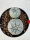 Lophophora williamsii 4-6 cm 10 years old seed ownroot flower seedling ロフォフォラ　烏羽玉　仔吹き サボテン