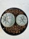 Lophophora williamsii 4-6 cm 10 years old seed ownroot flower seedling ロフォフォラ　烏羽玉　仔吹き サボテン