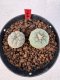 Lophophora williamsii 4-6 cm 10 years old seed ownroot flower seedling ロフォフォラ　烏羽玉　仔吹き サボテン