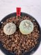 Lophophora williamsii 4-6 cm 10 years old seed ownroot flower seedling ロフォフォラ　烏羽玉　仔吹き サボテン