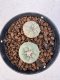 Lophophora williamsii 4-6 cm 10 years old seed ownroot flower seedling ロフォフォラ　烏羽玉　仔吹き サボテン