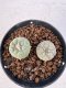 Lophophora williamsii 4-6 cm 10 years old seed ownroot flower seedling ロフォフォラ　烏羽玉　仔吹き サボテン