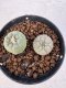 Lophophora williamsii 4-6 cm 10 years old seed ownroot flower seedling ロフォフォラ　烏羽玉　仔吹き サボテン