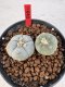 Lophophora williamsii 4-6 cm 10 years old seed ownroot flower seedling ロフォフォラ　烏羽玉　仔吹き サボテン