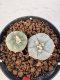 Lophophora williamsii 4-6 cm 10 years old seed ownroot flower seedling ロフォフォラ　烏羽玉　仔吹き サボテン